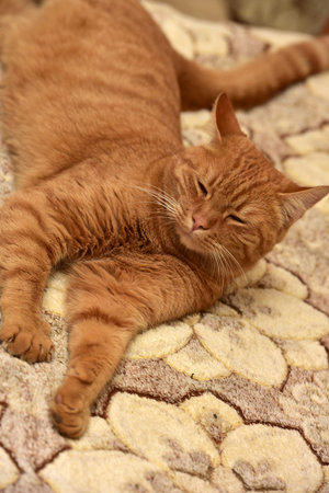 large red cat lying on the couch