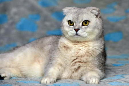 Scottish Fold cat, color silverの写真素材
