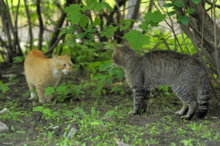 two cats red and striped quarrel in nature