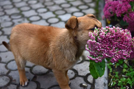 puppy playing with a flower on the pavementの写真素材