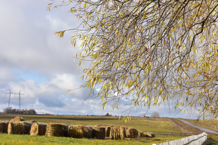 Willow with autumn leaves, white fence and fieldの写真素材