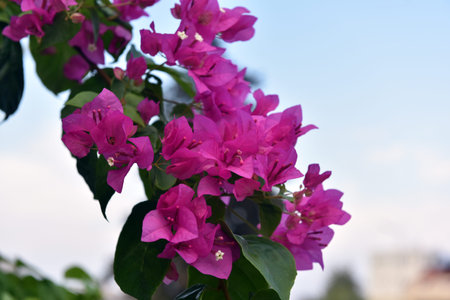 Bougainvillea or paper flower is a kind of tropical plant