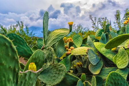 Cactus grow near road, Turkey