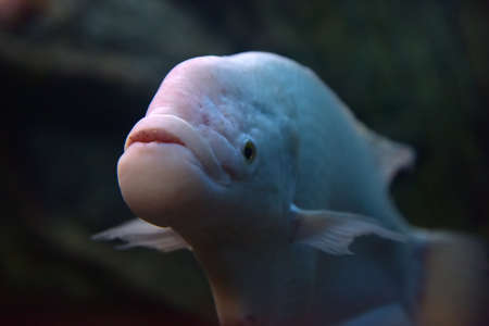 albino gouramy in our aquarium. The length of the gouramy is 70 centimeters.の写真素材