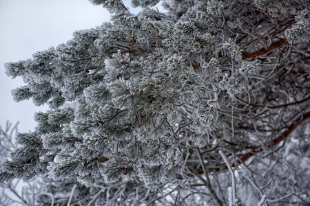 Pine branch in winter covered with hoarfrost