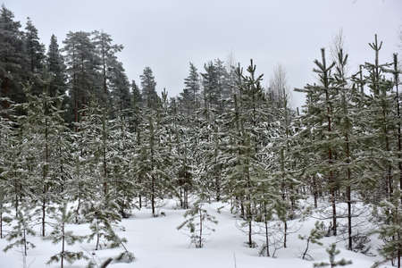 Young Christmas trees in a snow-covered forestの写真素材