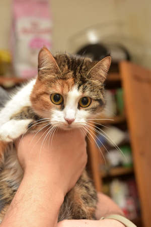 young three-colored cat on the hands of a manの写真素材