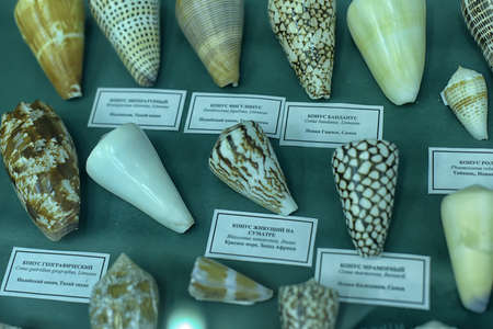 Russia, Saint-Petersburg, 11,05,2015 Exhibition of shells in the Zoological Museum, shells of the cone familyのeditorial素材
