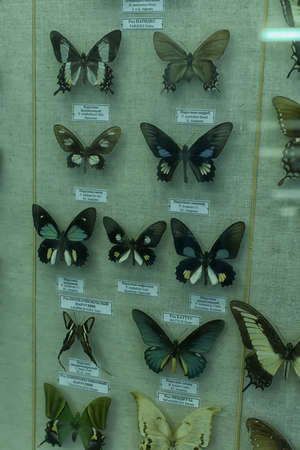 Russia, St. Petersburg, 11,05,2015 Exhibition of butterflies in the Zoological Museum,のeditorial素材