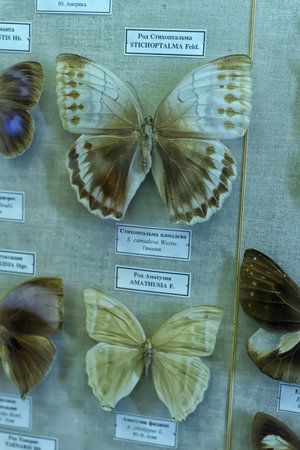 Russia, St. Petersburg, 11,05,2015 Exhibition of butterflies in the Zoological Museum,のeditorial素材
