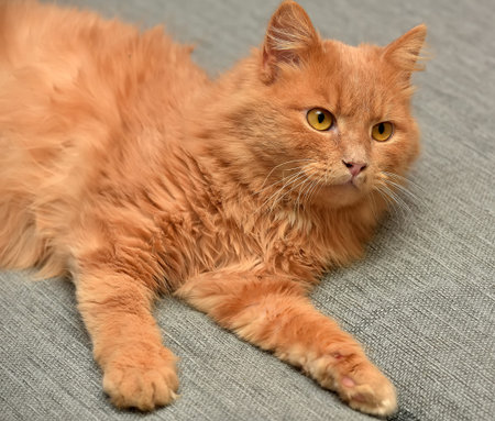 red cat lying on the couch