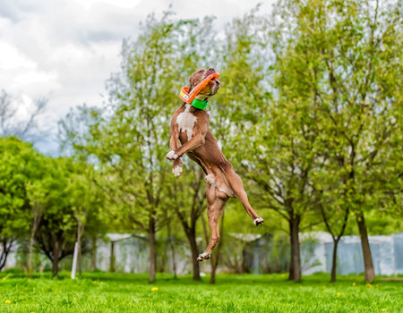 Pit bull terrier jumps, catches plate in the airの写真素材