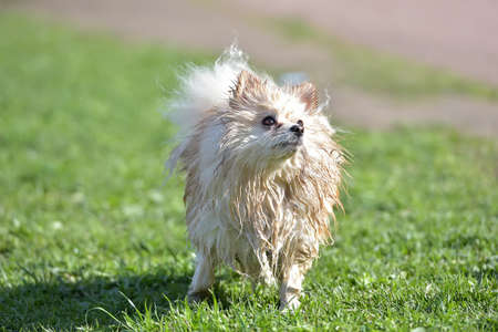Pomeranian Spitz wet after bathingの写真素材