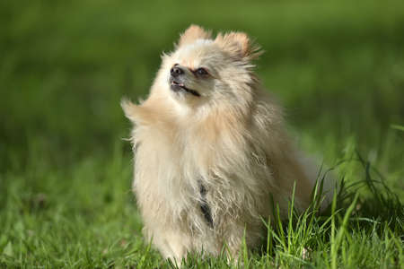 Pomeranian on a background of green grassの写真素材