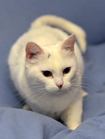 white albino cat on a blue background