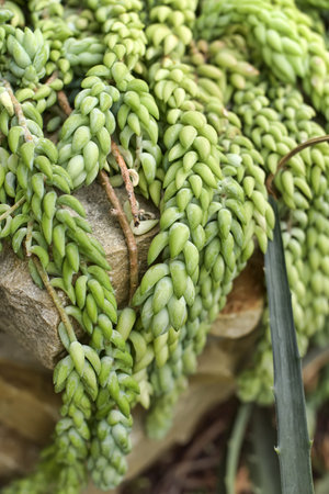 Sedum morganianum (donkey tail or burro's tail) - a species of flowering plant in the family Crassulaceaeの写真素材