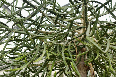 Close up Euphorbia tirucalli (Tetulang Tree)の写真素材