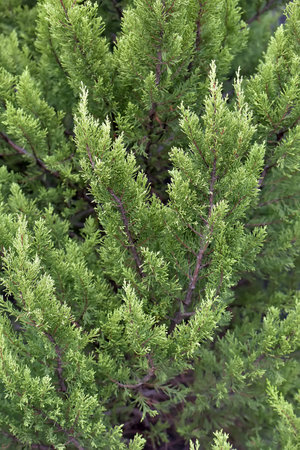 Green young juniper branches close up.