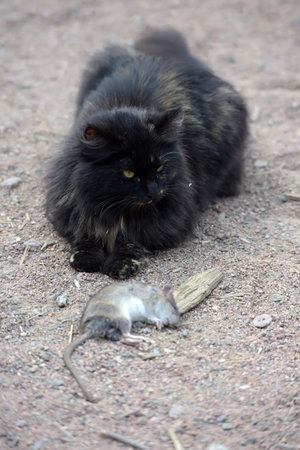 A cat caught a rat, sitting with preyの写真素材