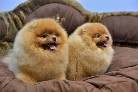 two Pomeranian spitzes are sitting