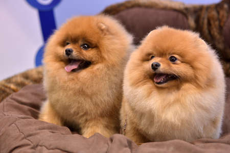 two Pomeranian spitzes are sittingの写真素材