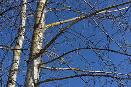 branches of a birch on a background of the blue skyの写真素材