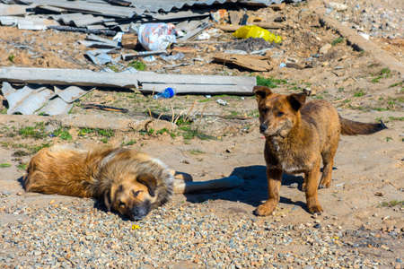 two homeless puppies on the streets of Russia, Irkutskの写真素材