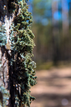 Pine tree bark covered with moss. Organic texture and  background for design. Mossy bark tree texture. Close up view of pine tree bark with moss.の写真素材