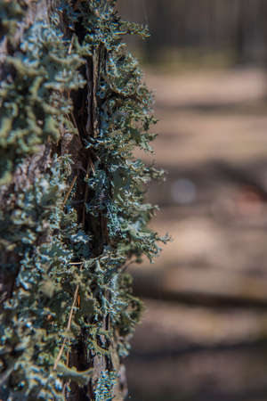 Mossy bark tree textureの写真素材