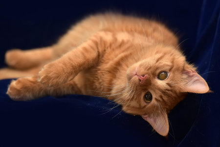 a young red cat with a sore eye