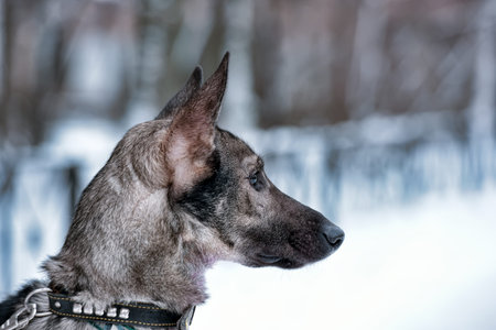 gray dog pooch on a leash in winter