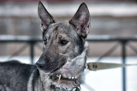 gray dog pooch on a leash in winterの写真素材