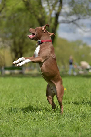 brown pit bull terrier jumps high in the parkの写真素材