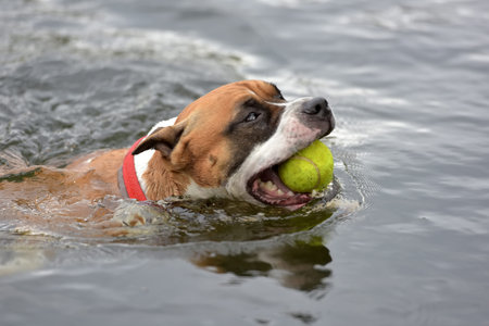 American Staffordshire Terrier swims in the lake