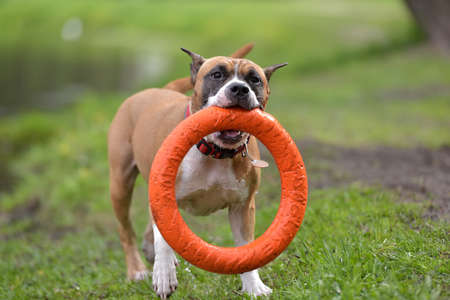 American Staffordshire Terrier plays with TRAINING CHARGER, TOY FOR DOG PULLERの写真素材