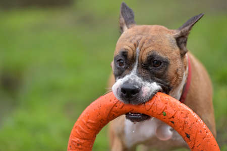 American Staffordshire Terrier plays with TRAINING CHARGER, TOY FOR DOG PULLERの写真素材
