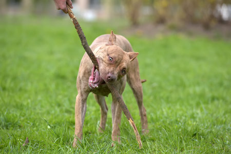 a brown pit bull plays with a stick