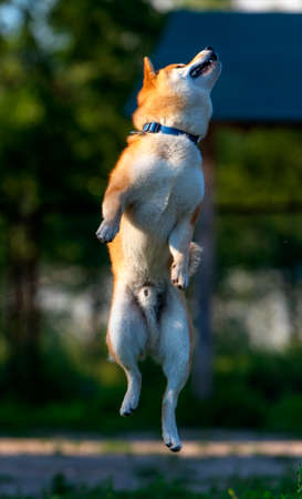 shiba inu jumping on the grassの写真素材