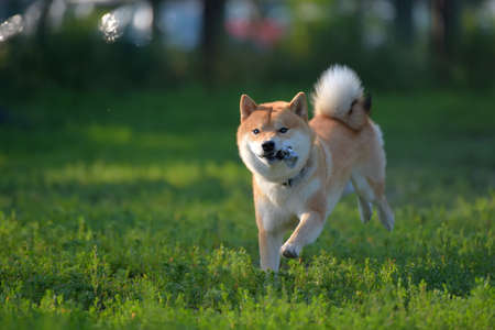 A dog playing in the field. (shiba inu)の写真素材