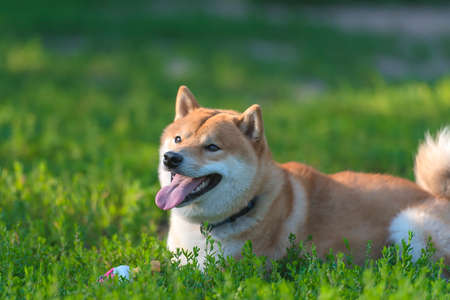 SHIBA INU; japanese national treasuryの写真素材