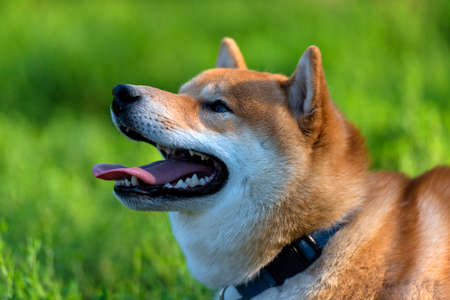 SHIBA INU; japanese national treasuryの写真素材