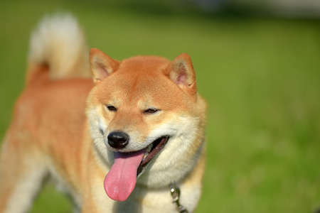 a portrait of the head of the Japanese dog shiba inuの写真素材