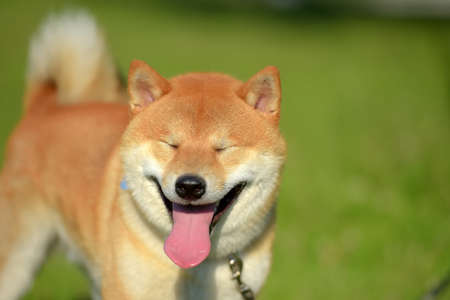 a portrait of the head of the Japanese dog shiba inuの写真素材