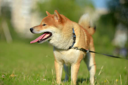 portrait of a red Shiba inu dog in summerの写真素材