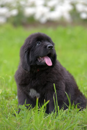 cute black two month old Newfoundland puppy on the grassの写真素材