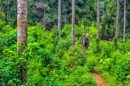 Thailand, Ko Chang, 06,07,2017 Elephant riding in the jungles of Thailandのeditorial素材