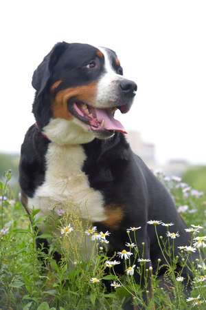 A purebred Grosser Schweizer Sennenhund dogのeditorial素材