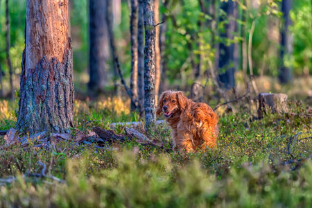 red english spaniel in the woods