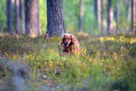 red english spaniel in the woods