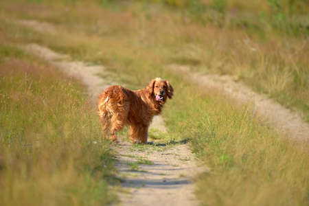 red spaniel on a country road in summerの写真素材